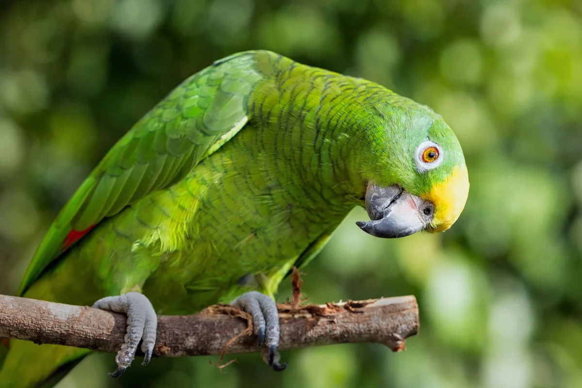Green Amazon parrot