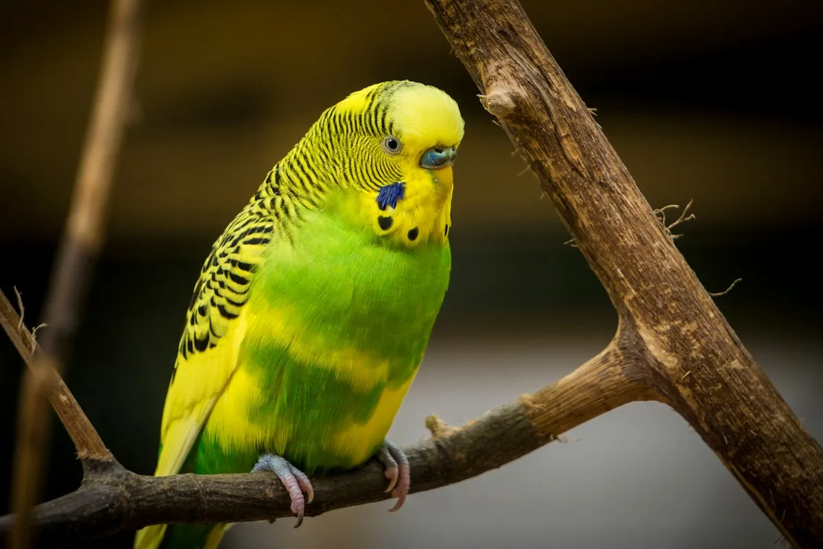 Green and yellow budgerigar