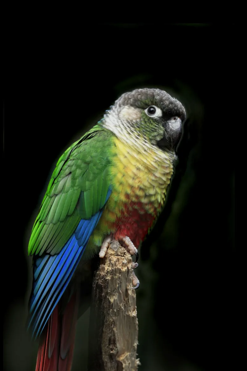 Green conure parrot