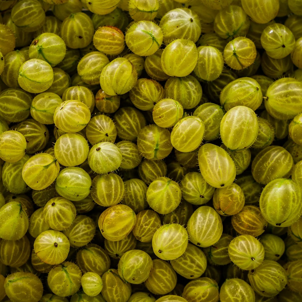 Green gooseberries
