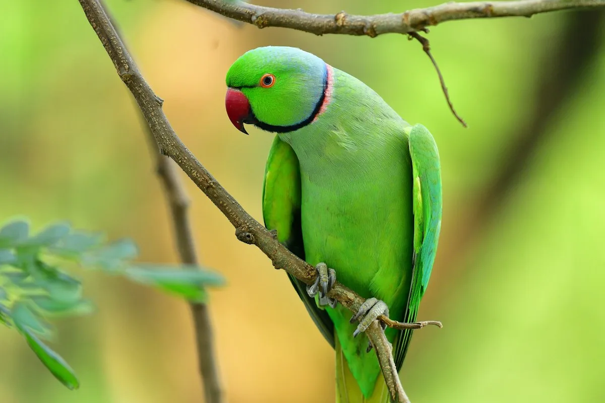 Green ring-necked parakeet