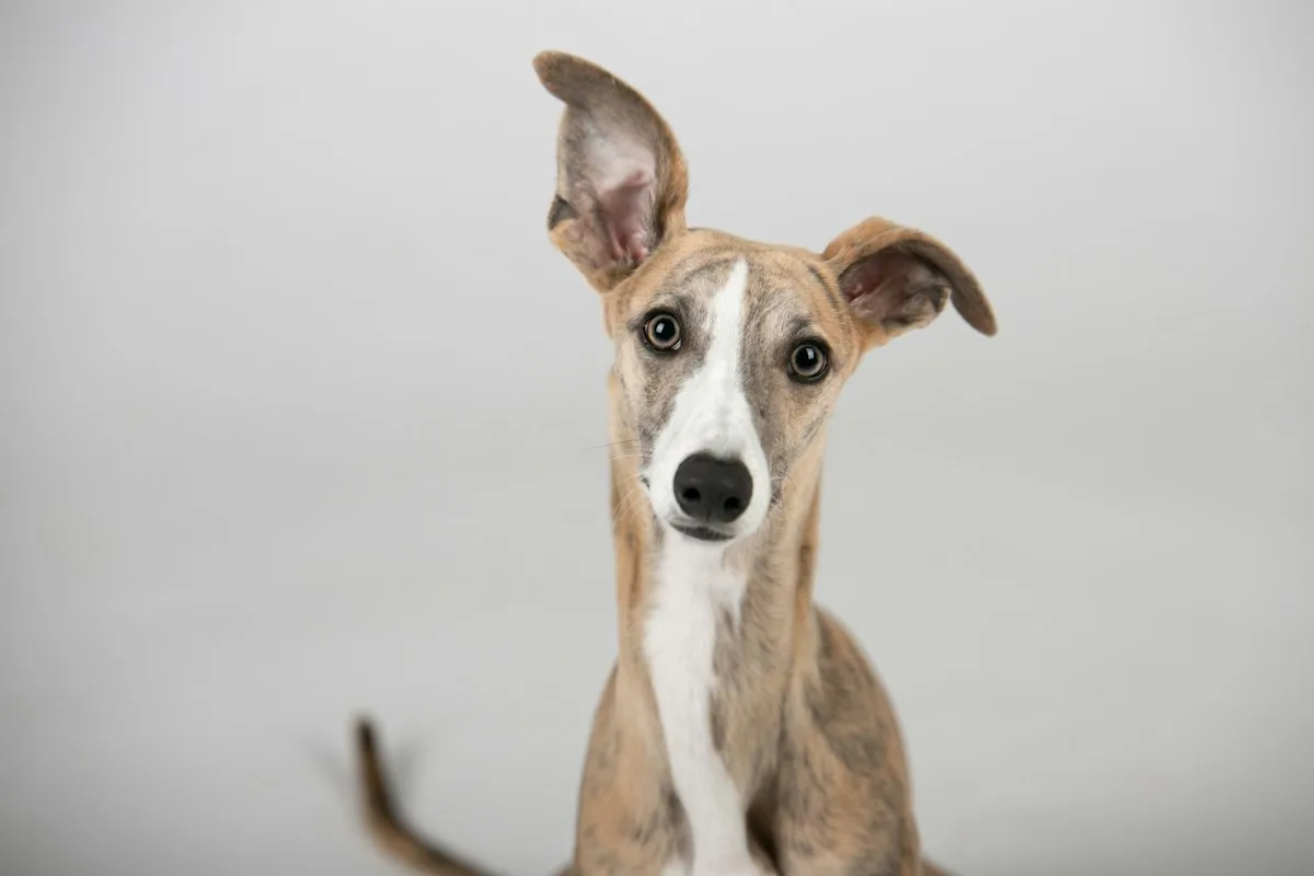 Greyhound dog