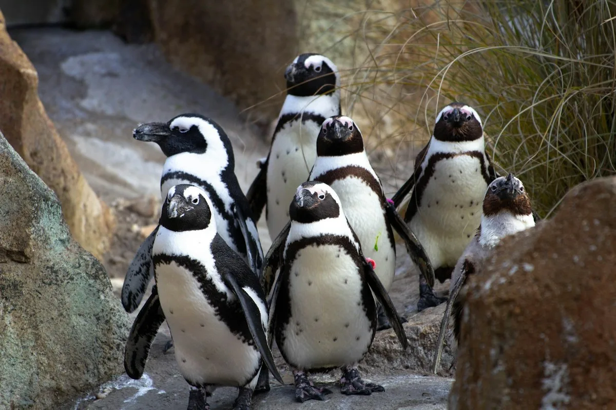 Group of African penguins