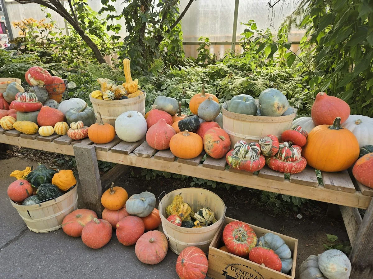 Heirloom pumpkins in different colors at a market