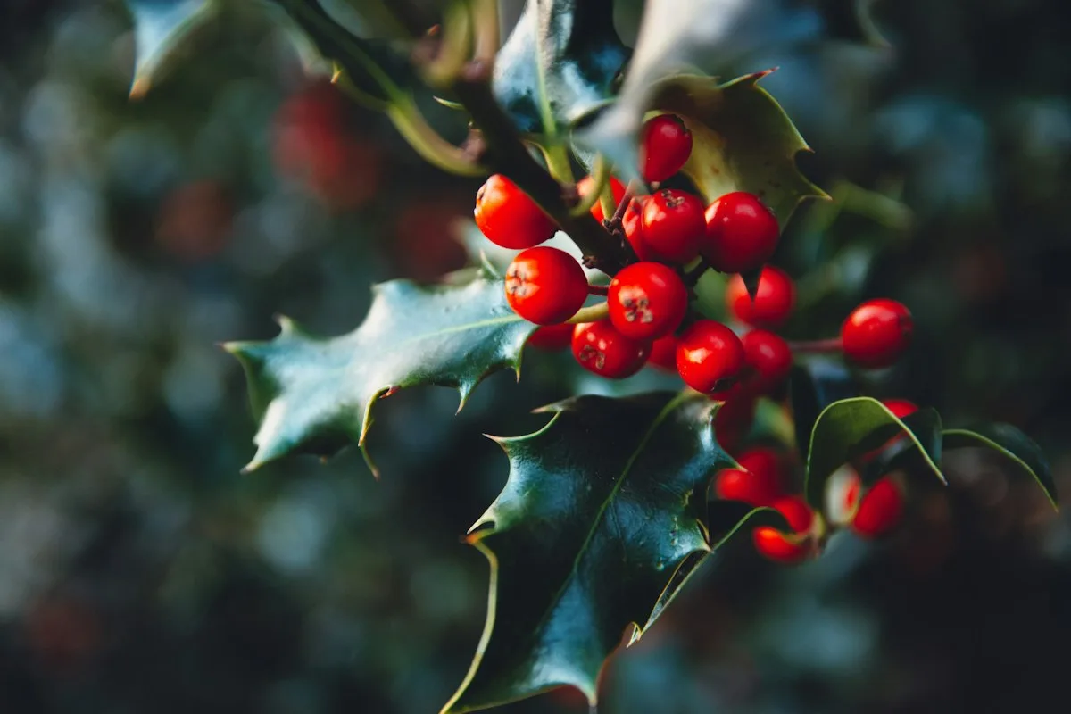 Holly leaves with red berries