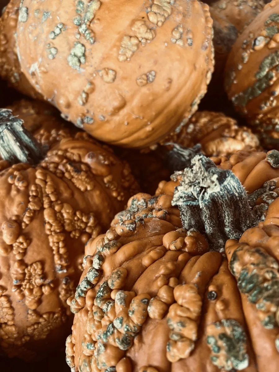 Large ribbed pumpkins piled together