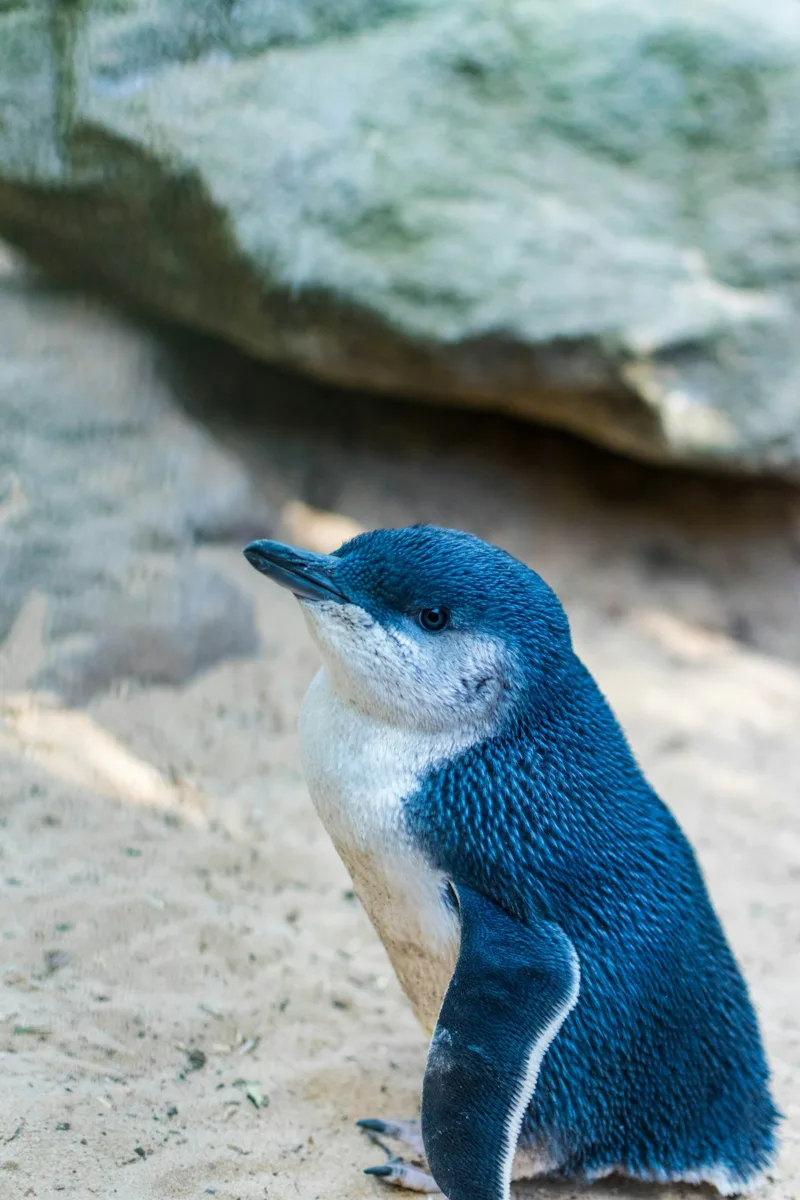 Little blue penguin