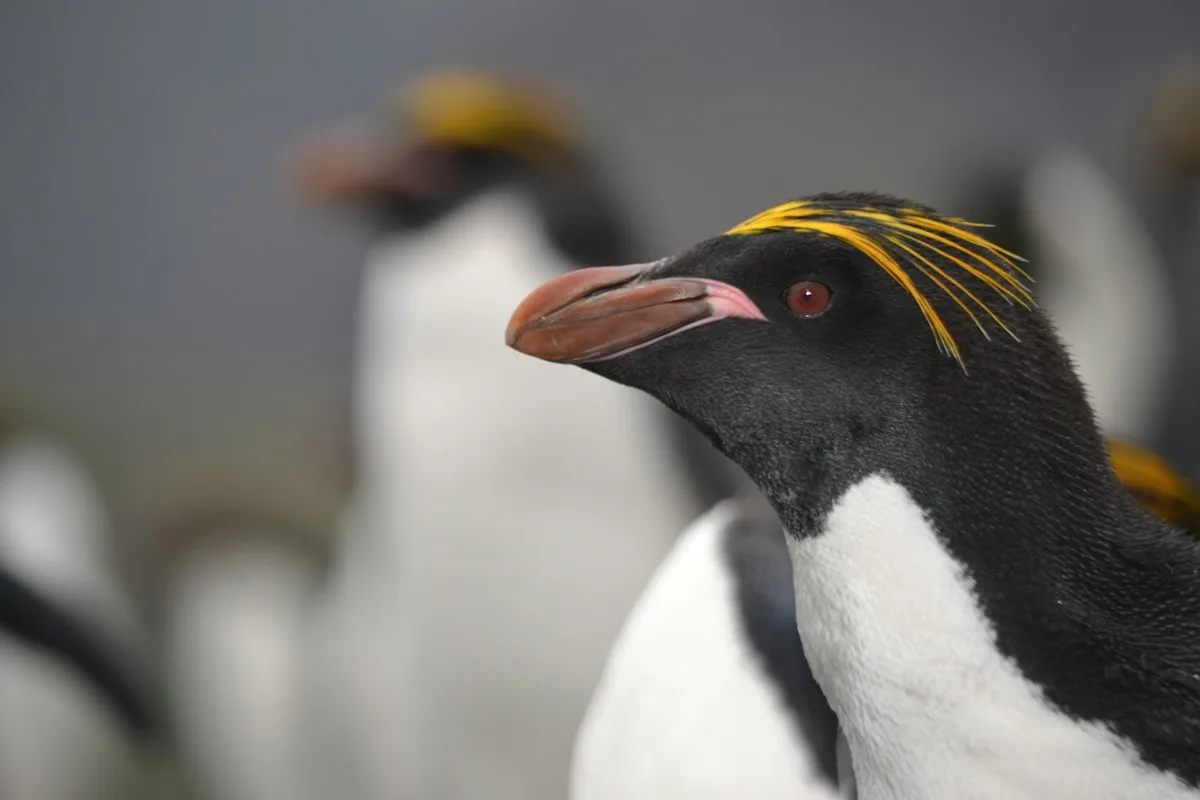 Macaroni penguin with yellow crest
