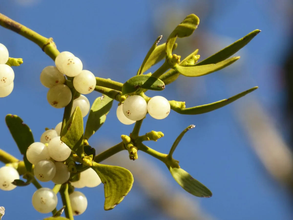 Mistletoe with white berries