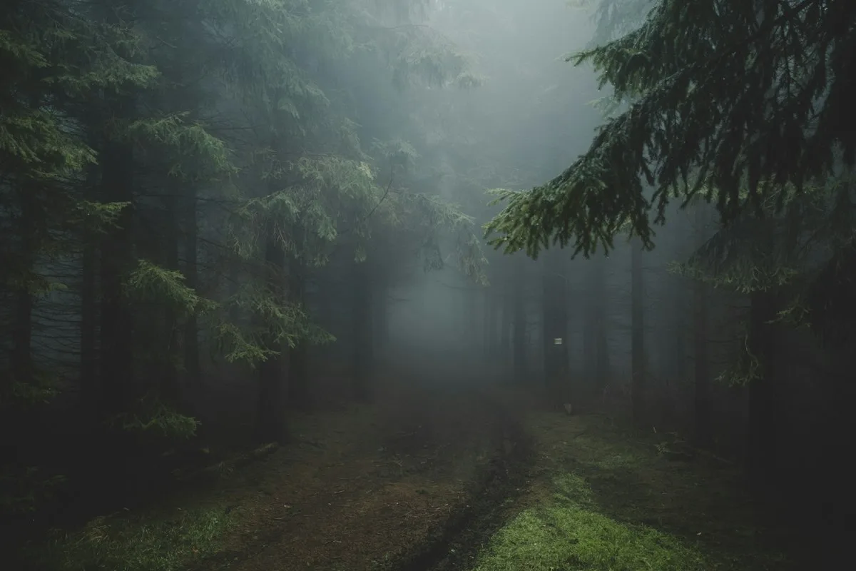 Misty forest path