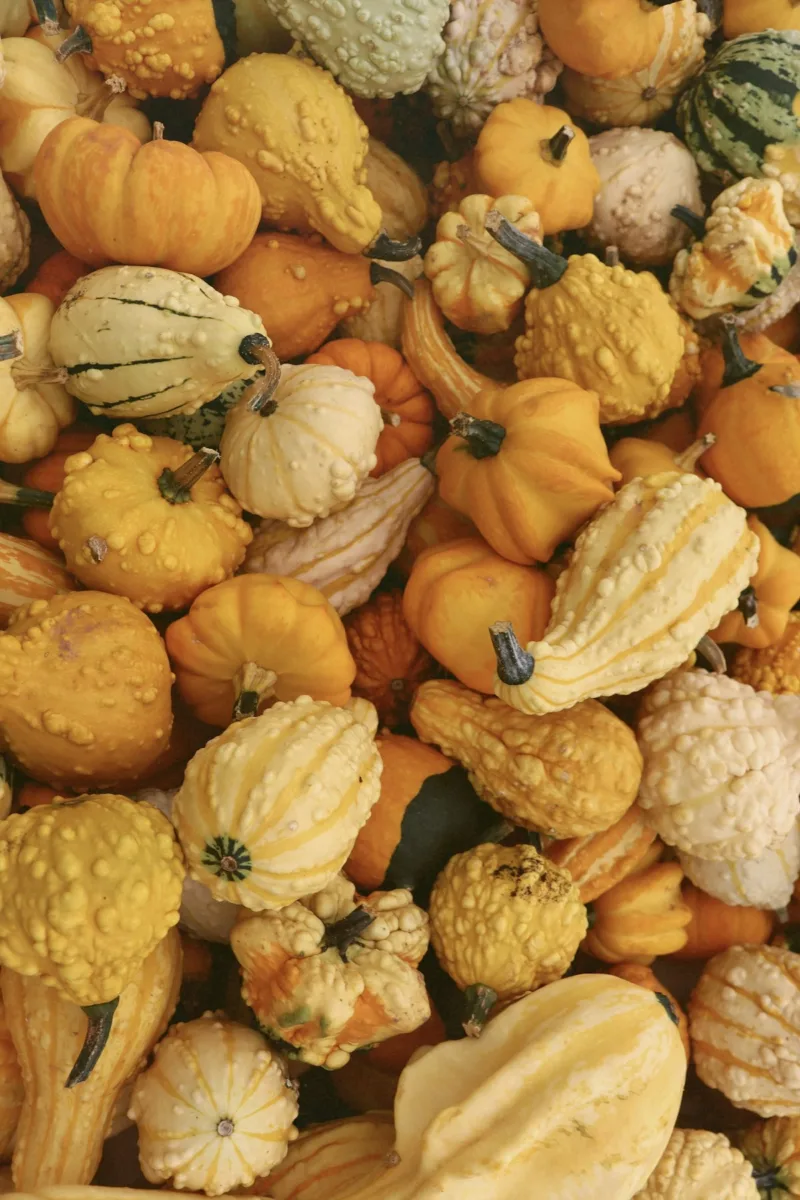 Mixed decorative gourds in fall colors