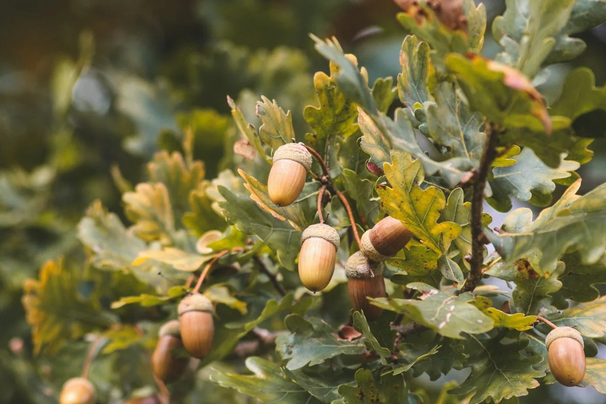 Oak leaves and acorns