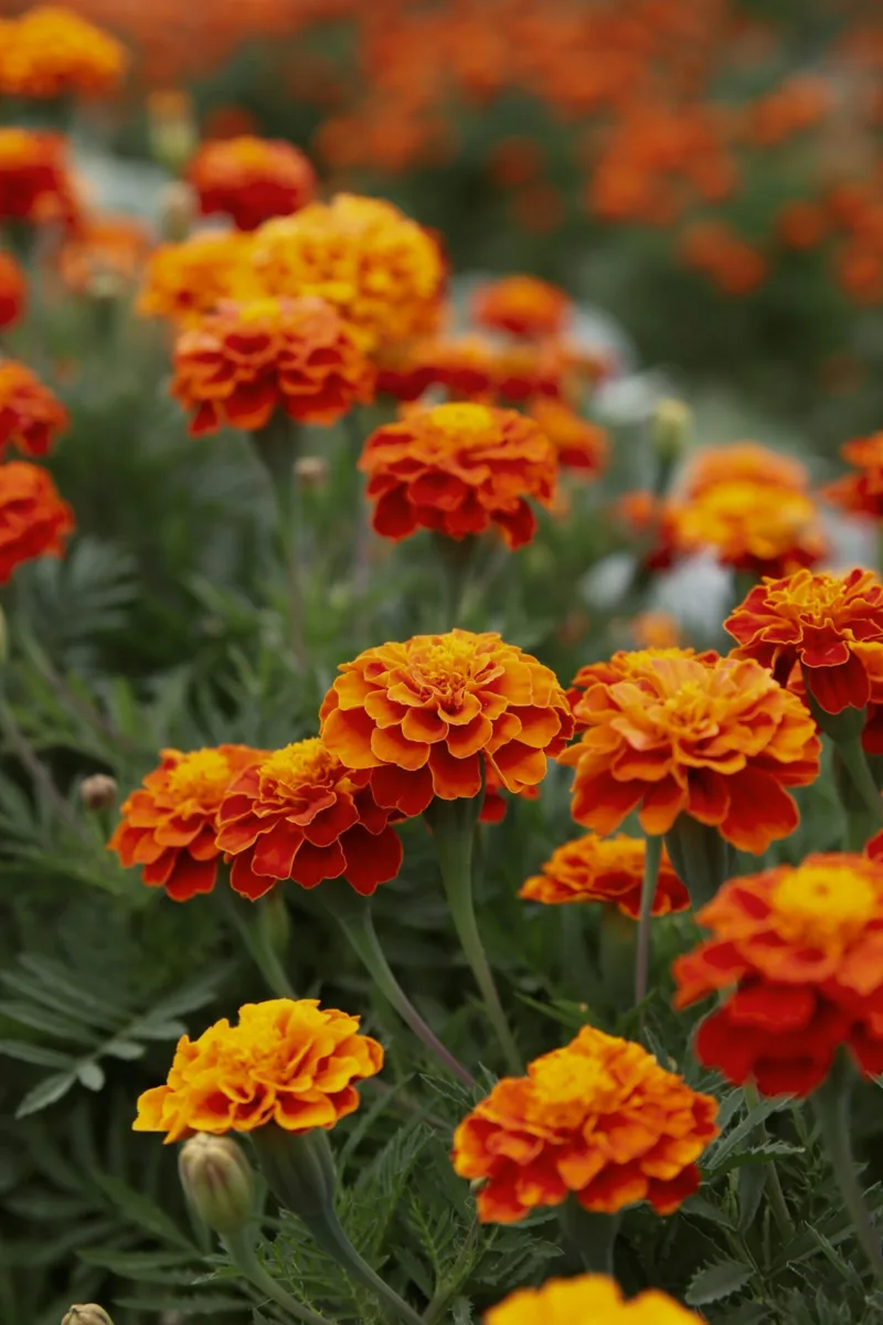 Orange marigold flowers