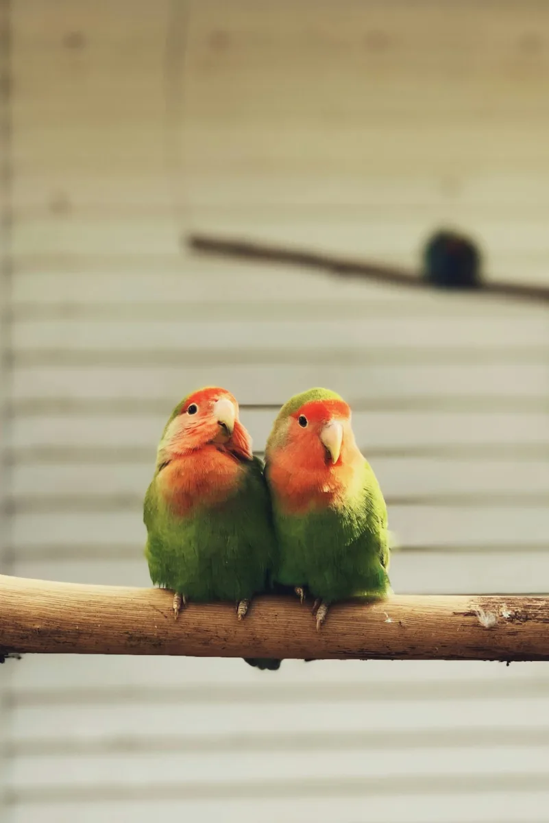 Pair of peach-faced lovebirds