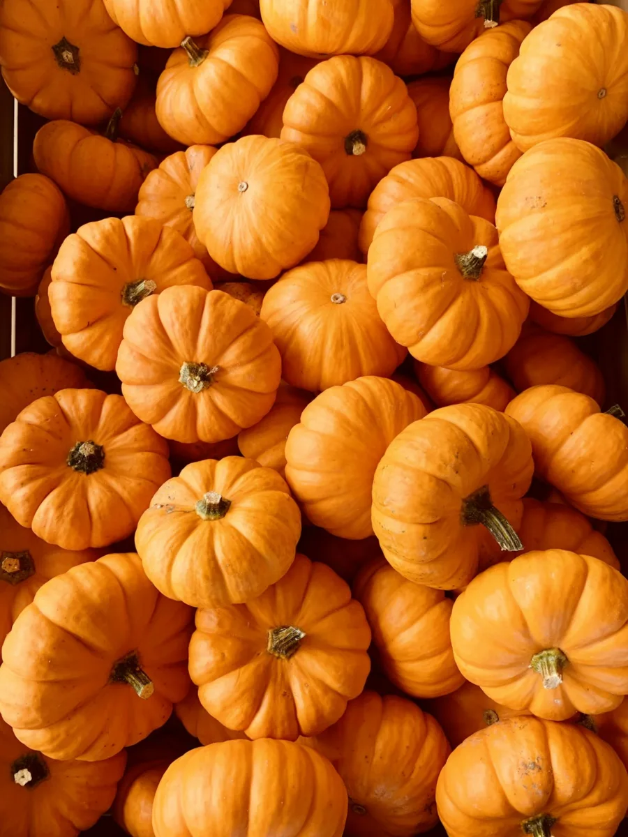 Pile of mini orange pumpkins