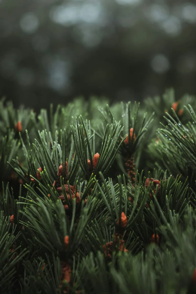 Pine tree branch with long needles