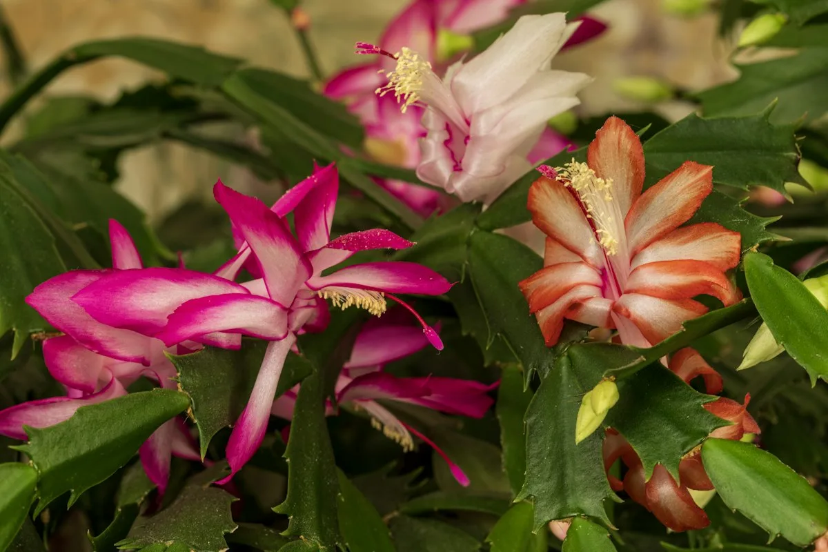 Pink Christmas cactus flowers