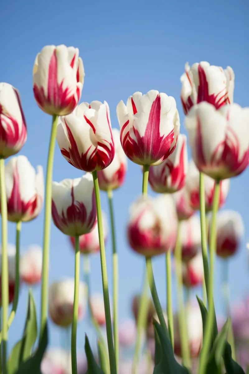 Pink and white tulips