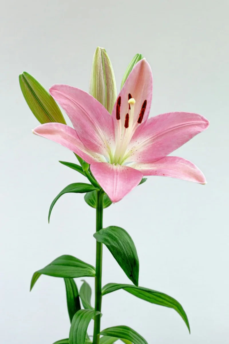 Pink lily flower