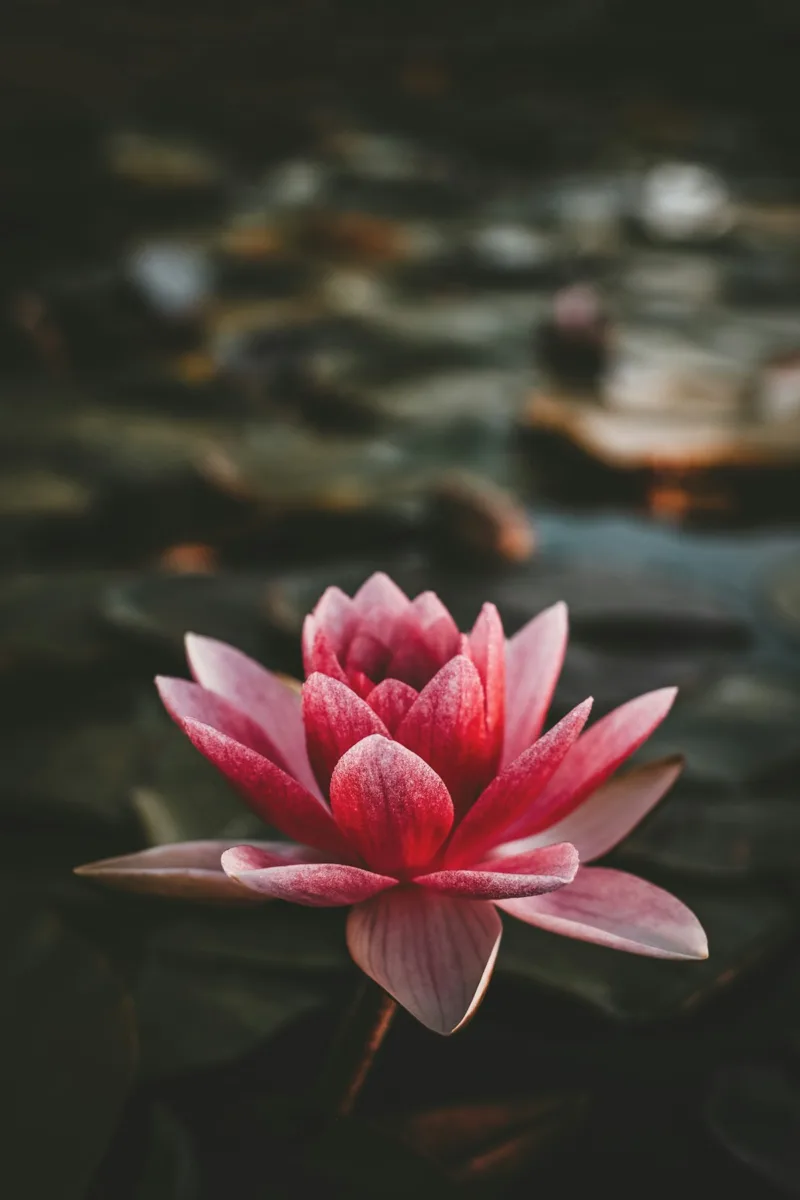 Pink lotus flower