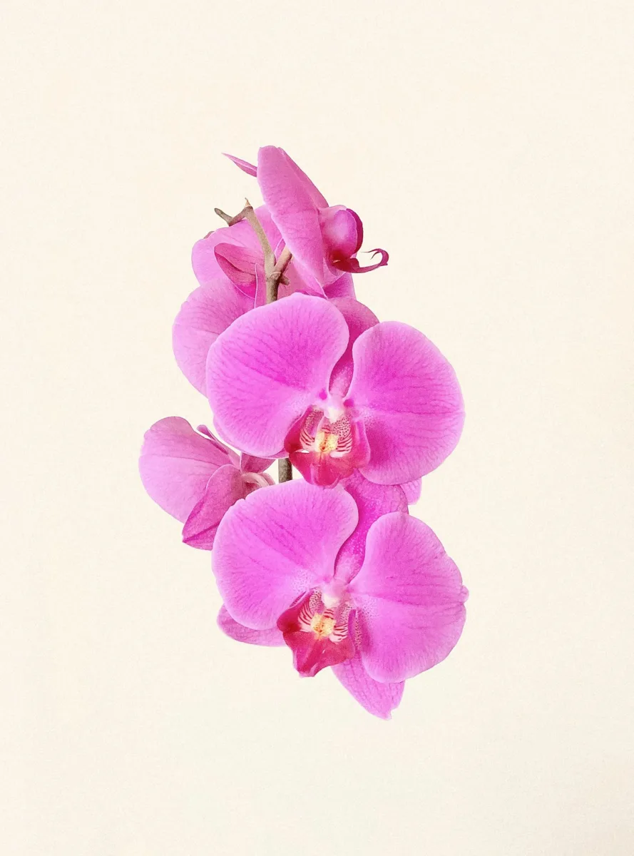 Pink orchid flowers