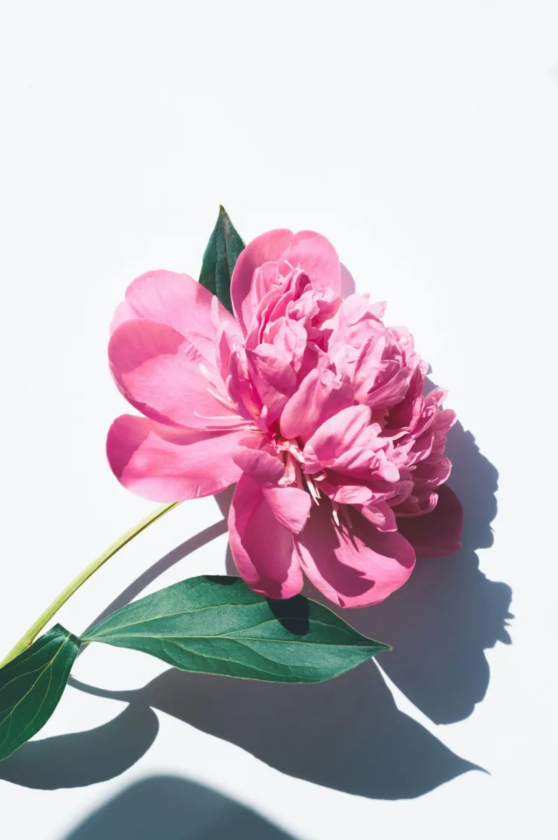 Pink peony flower