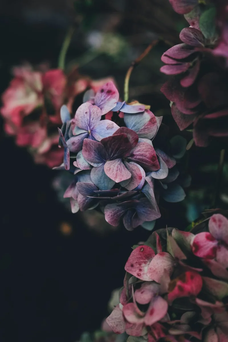 Purple and pink hydrangea