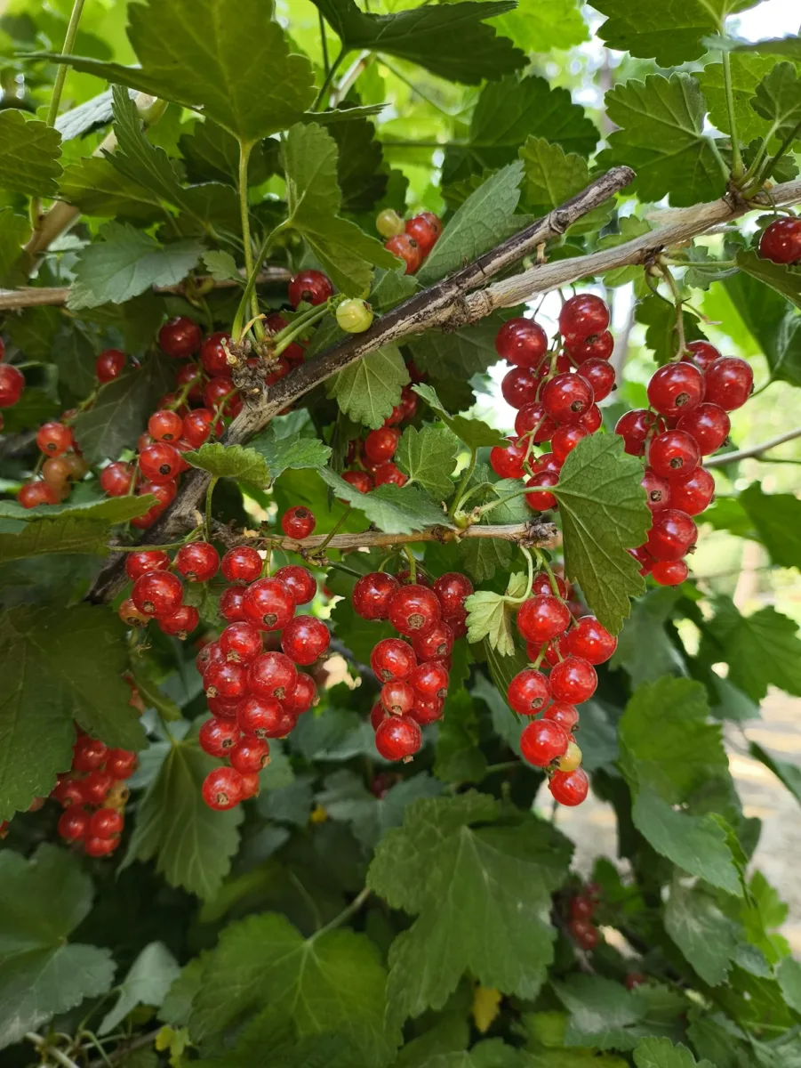 Red currants hanging on a branch