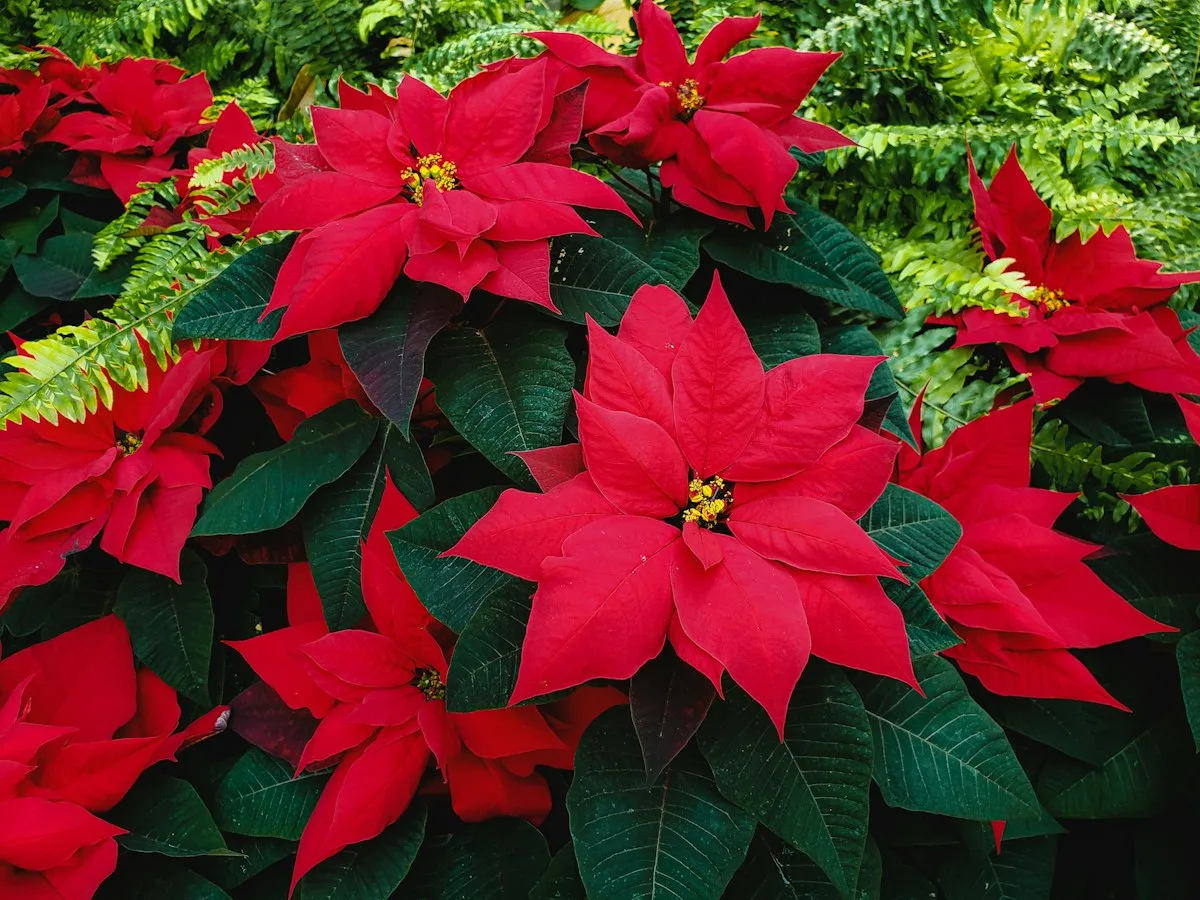 Red poinsettia plants