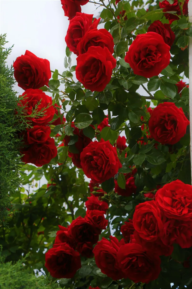 Red roses