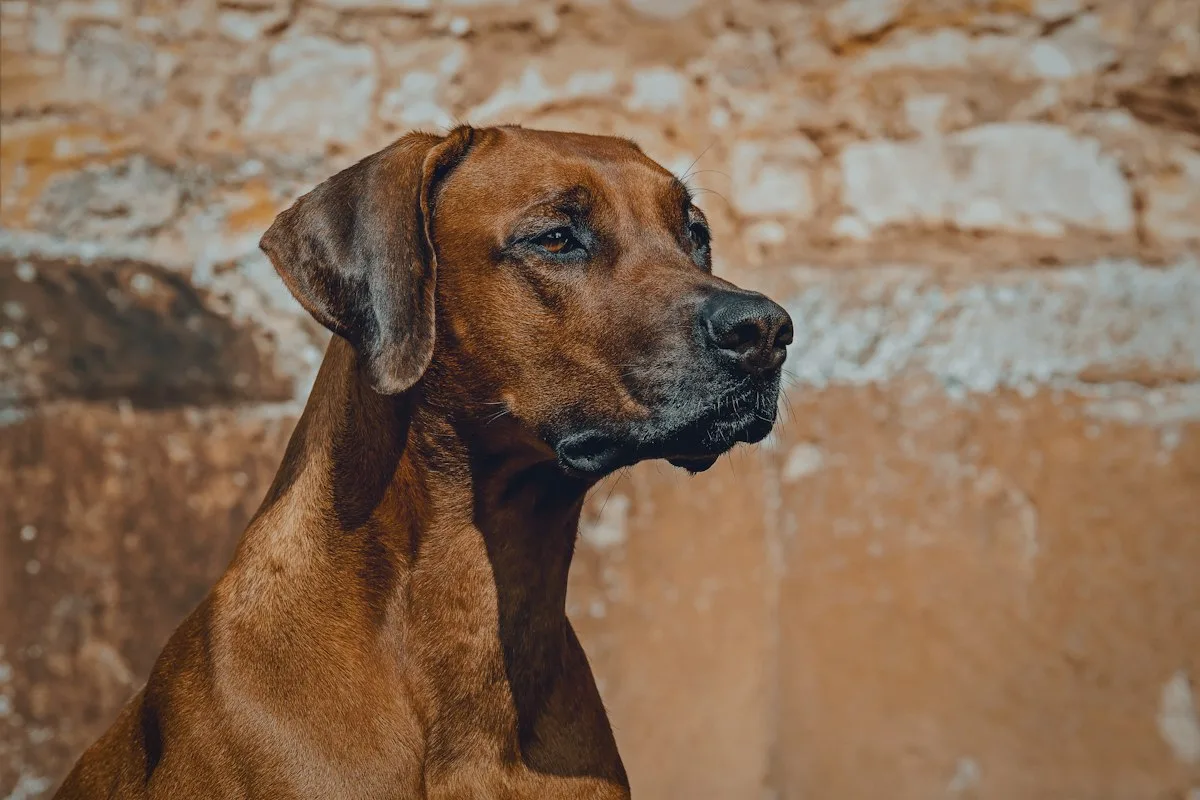 Rhodesian ridgeback dog