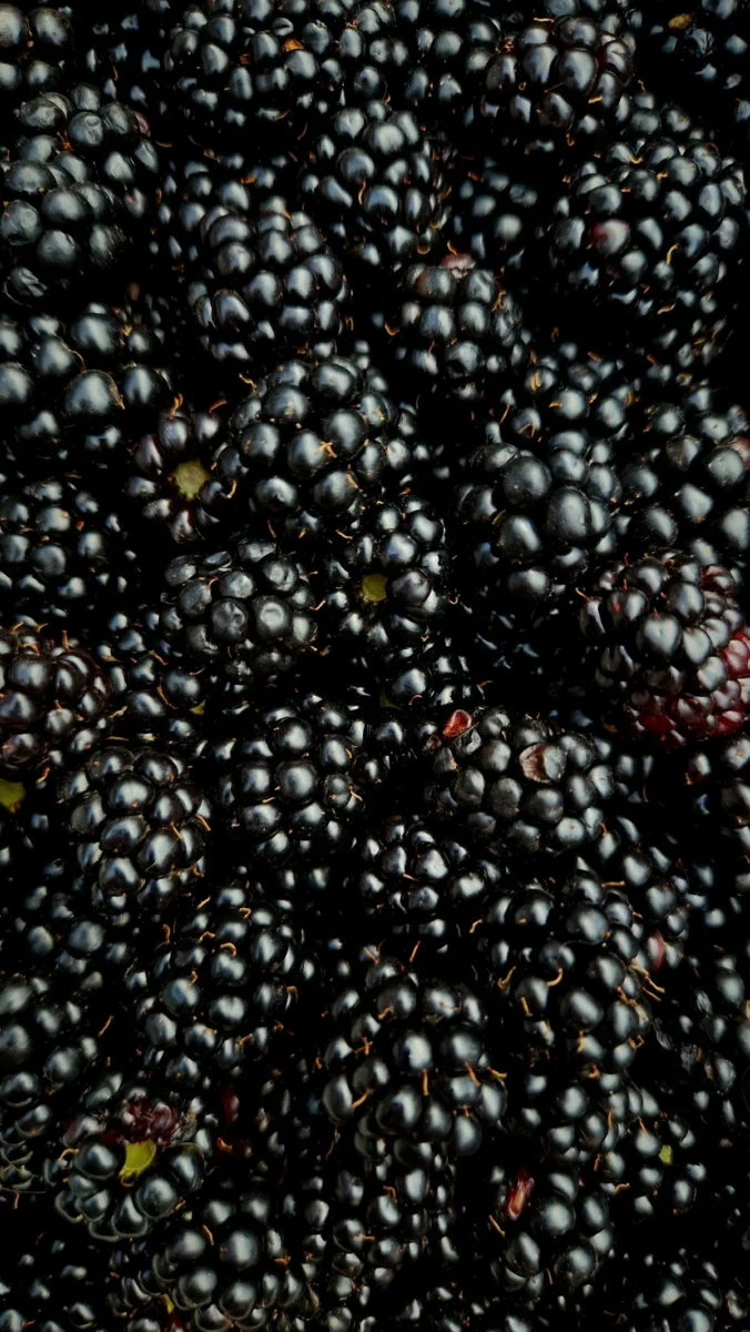 Ripe blackberries