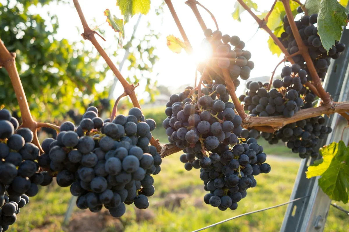Ripe wine grapes hanging in a vineyard