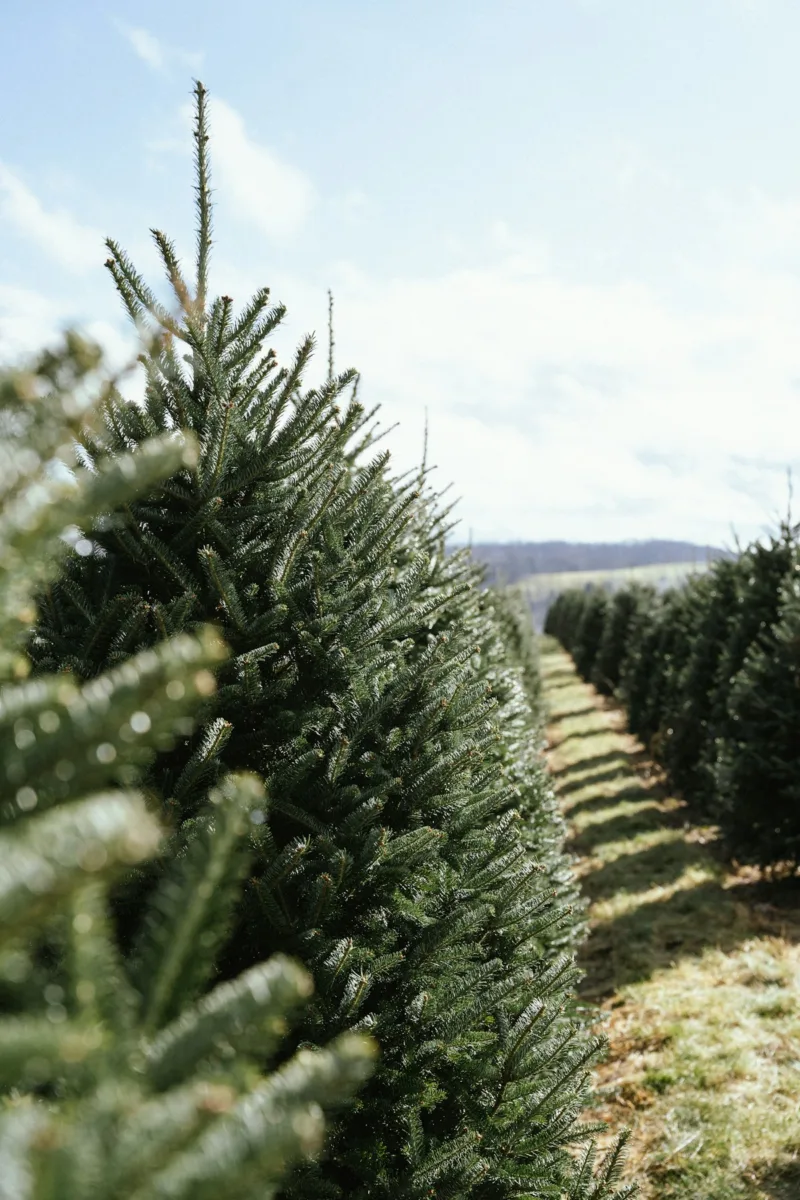 Rows of trees growing on a Christmas tree farm
