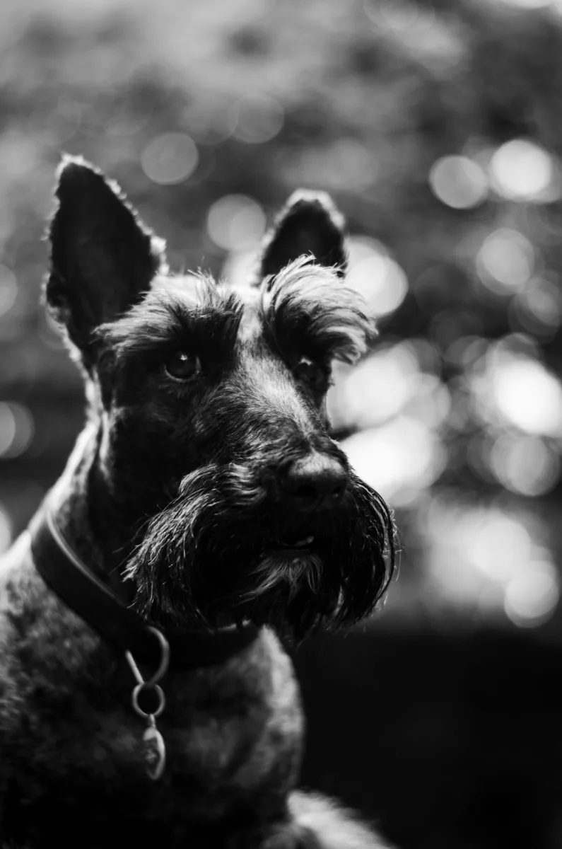 Scottish terrier