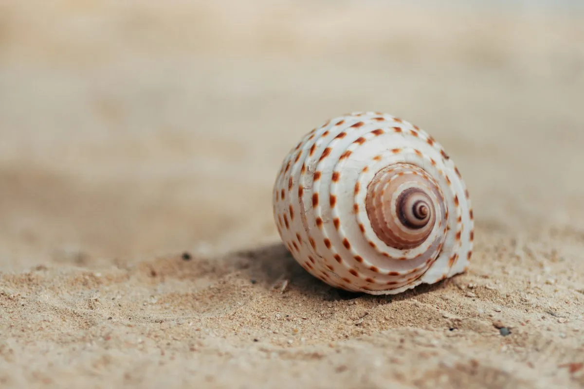 Seashell on the sand