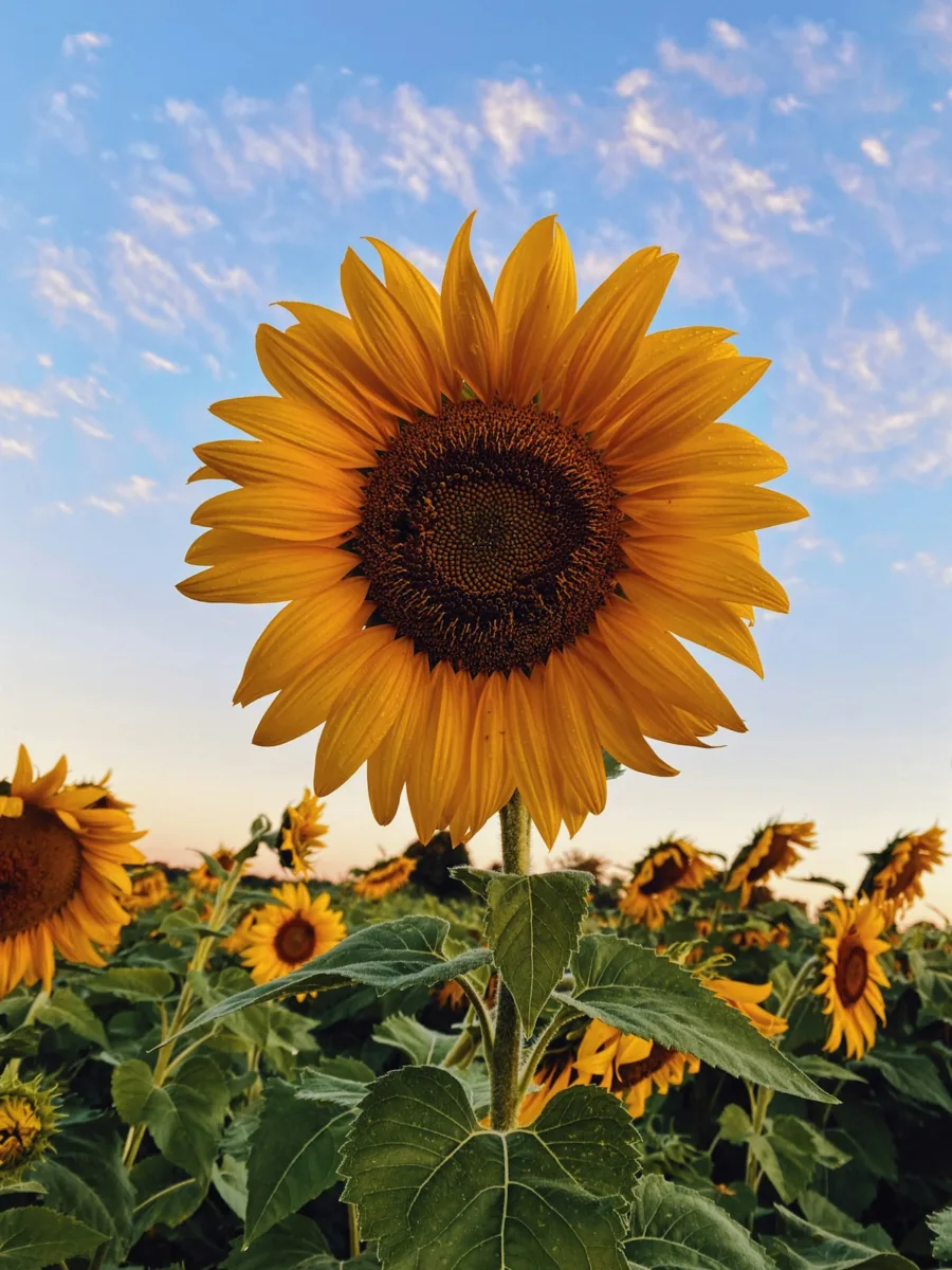 Sunflower in a field