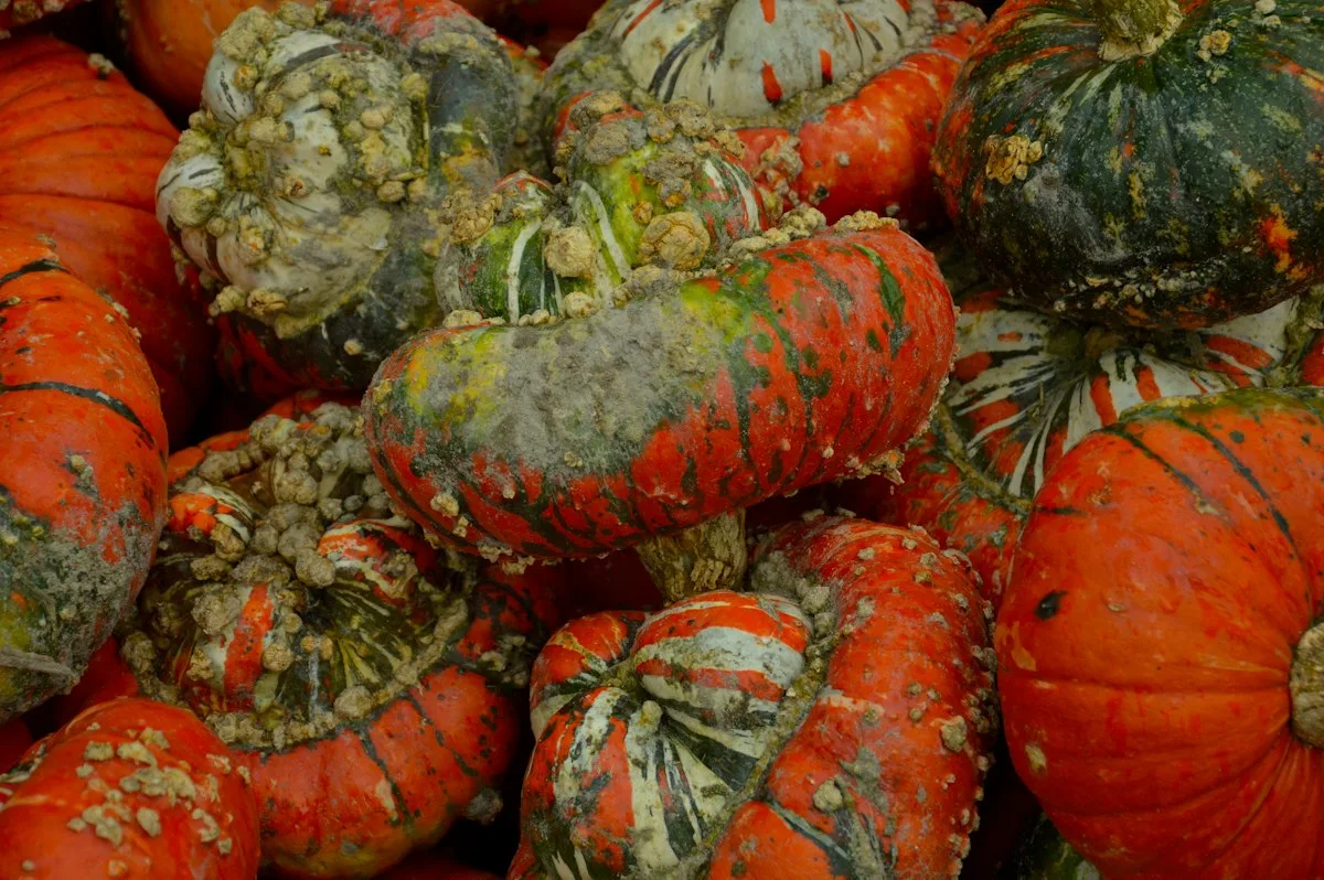 Turban squash with red and green stripes