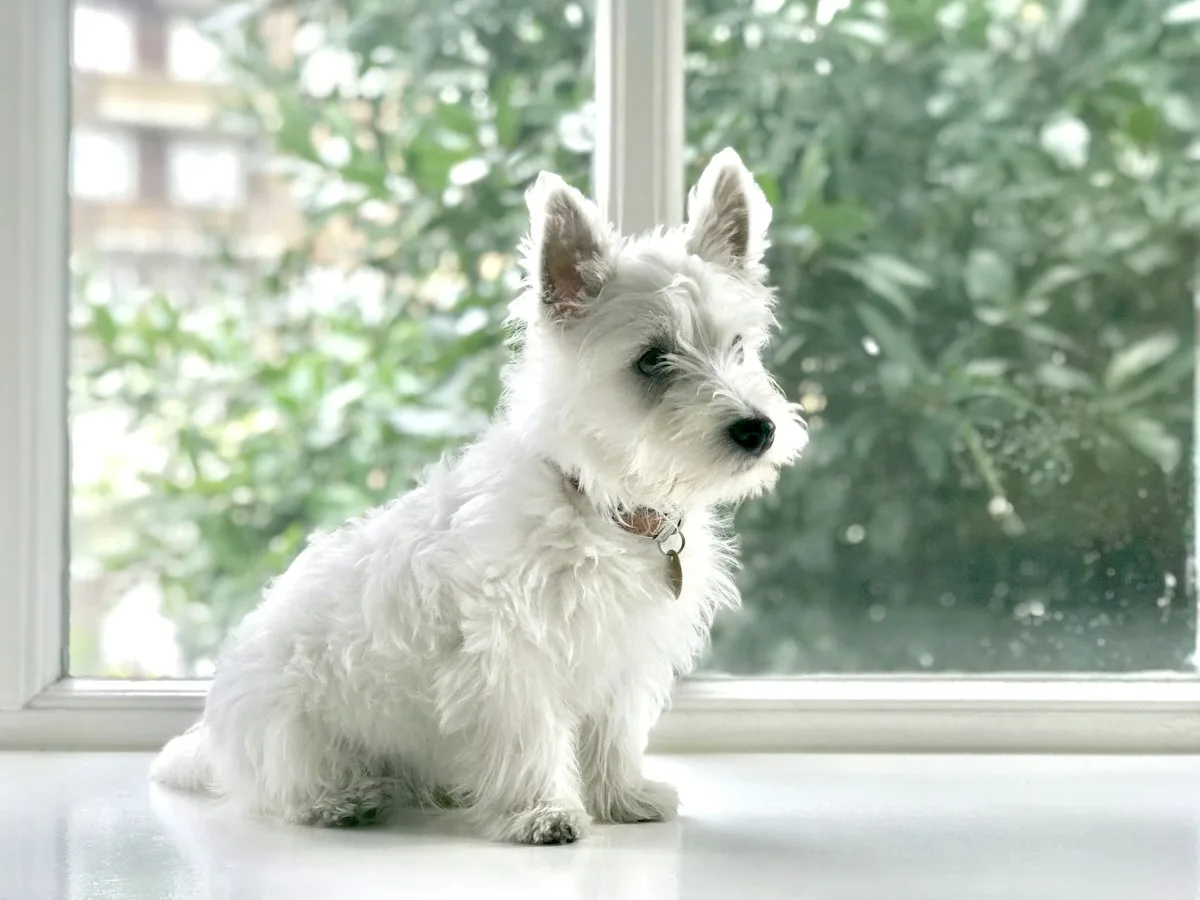 West Highland white terrier