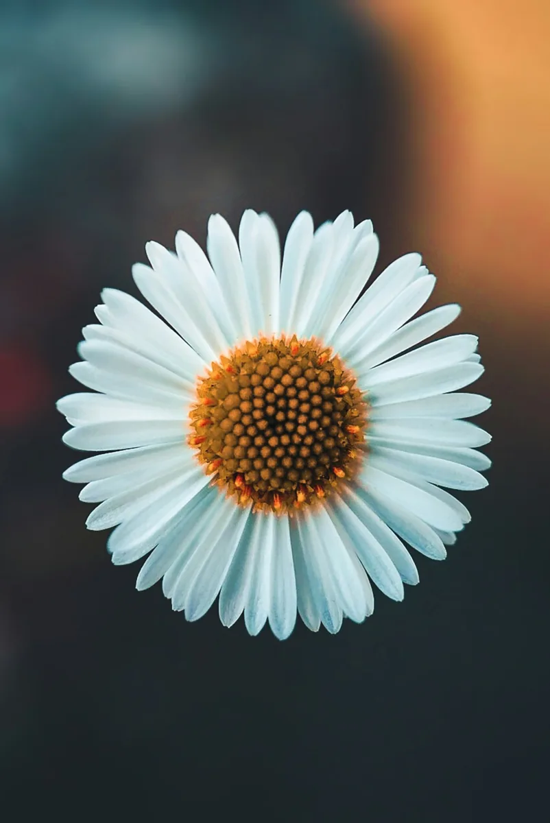 White daisy flower
